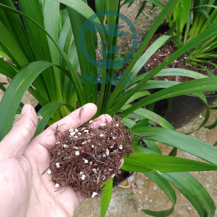 Bón phân tan chậm cho Địa lan