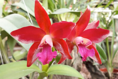 Lan Cattleya
