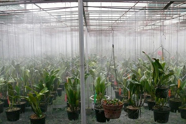 Tưới phun sương giúp Lan hấp thụ dinh dưỡng từ phân bón