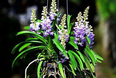Vẻ đẹp của lan Hải Yến
