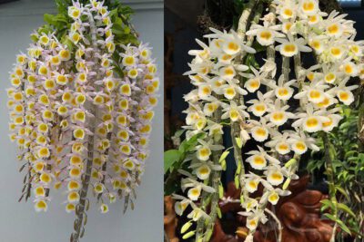 Vẻ đẹp của Lan Long tu