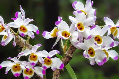 Hoàng thảo U lồi