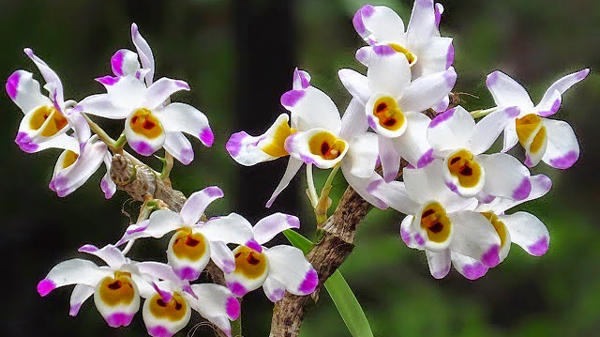 Hoàng thảo U lồi