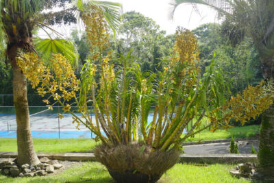 Trồng lan Thanh Tuyền trong chậu có kích thước lớn