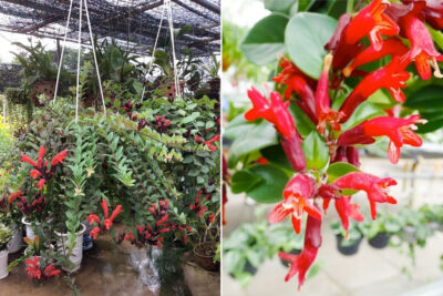 Chậu hoa Son môi đang nở hoa đỏ rực