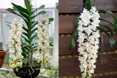 Hoa lan Bạch nhạn với màu trắng đặc trưng hoặc trắng pha lẫn phớt hồng, bông hoa chúm chím như hình con chim nhạn