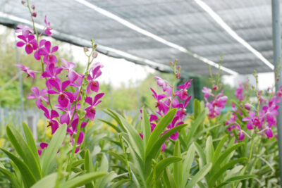 Kỹ thuật trồng lan Mokara công nghiệp