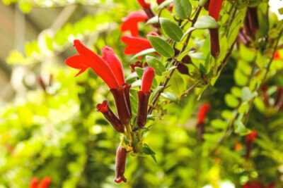 Những bông hoa đỏ tựa như những chiếc Son môi