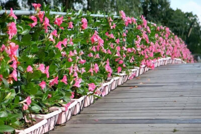 Cắt tỉa, tạo khuôn hàng rào hoa Hồng Anh leo