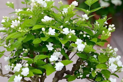 Hoa Nhài ta nổi bật với hương thơm quyến rũ, nồng nàn