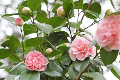 Hoa trà thơm Trinidad Camellia còn gọi là Trà my Trung Quốc