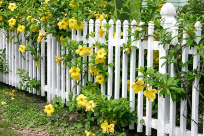 Trồng hoa Huỳnh Anh leo hàng rào trang trí đẹp mắt