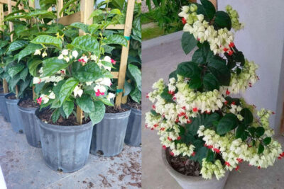 Cây giống hoa Huyết tâm tại Vườn ươm