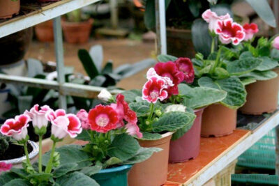 Cung cấp đủ Ánh sáng giúp hoa Tử linh lan nhanh ra hoa