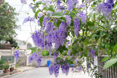 Hoa Mai xanh leo cổng rực một màu tím