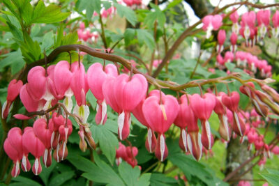 Hoa tuyết tâm có tên tiếng Anh là Bleeding Heart