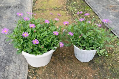 Cây giống hoa Thạch thảo tại Vườn ươm