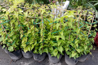 Cây giống hoa Tigon tại Vườn ươm