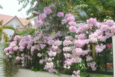 Cây hoa lan tỏi nở hoa rực rỡ bên tường rào