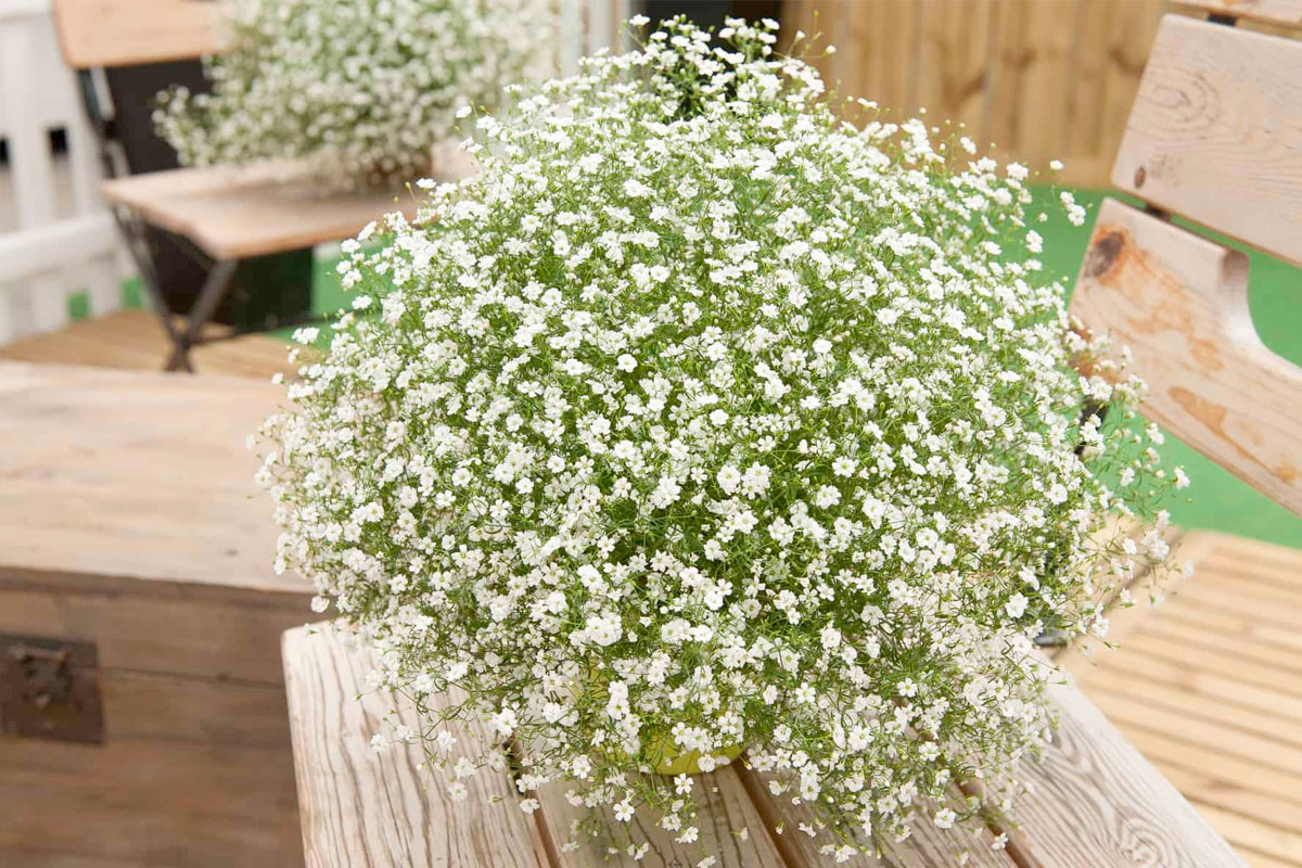 Hoa bông tuyết còn được gọi là hoa Baby Gypsophila