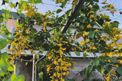 Lan Hoàng dương leo giàn buông rủ tuyệt đẹp