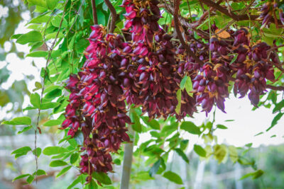 Cây Huyết long nở hoa rực rỡ và ấn tượng tại Công viên ở Hà Nội