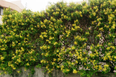 Cây Mai Hoàng Yến leo ban công, sân thượng nở hoa cực đẹp