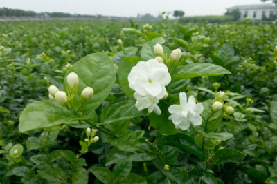 Hoa Nhài có tên tiếng Anh là Jasmine