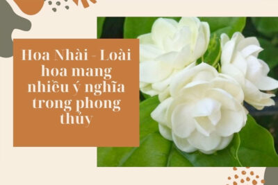 Hoa Nhài mang nhiều ý nghĩa phong thủy