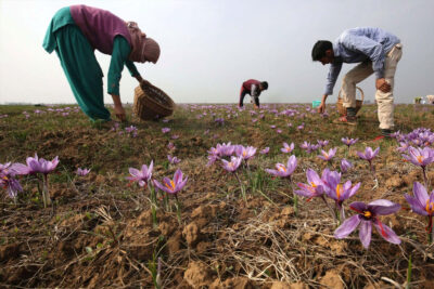 Thu hoạch hoa Nghệ tây Saffron hoàn toàn thủ công
