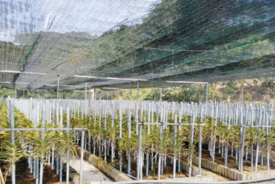 Vườn Nhân giống lan Mokara
