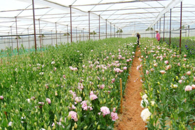 Kỹ thuật trồng hoa Cát tường