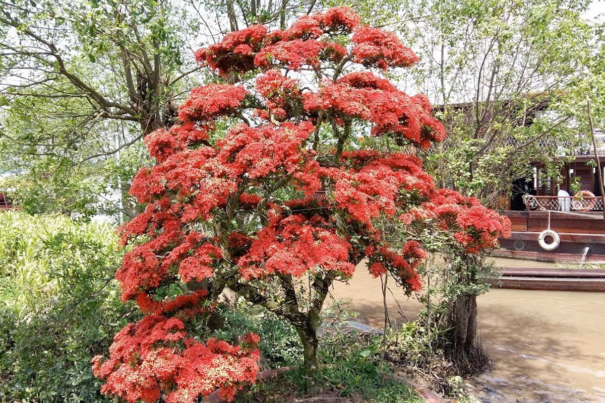 Cây Bông trang bonsai mang ý nghĩa phong thủy