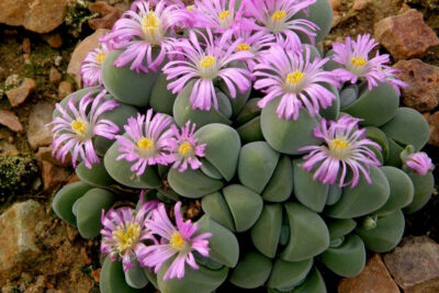Hoa Sỏi còn được gọi với tên khác là Thạch lan Lithops