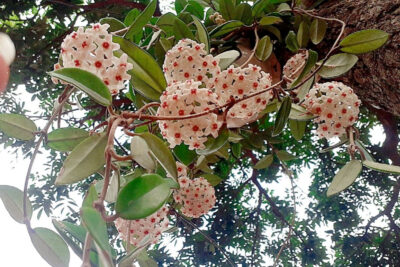 Lan Cẩm cù nở hoa quanh năm
