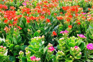 Cây hoa Sống đời được ưa thích trồng trang trí dịp Tết đến Xuân về