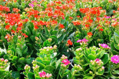 Cây hoa Sống đời được ưa thích trồng trang trí dịp Tết đến Xuân về