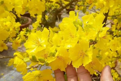 Hoa Mai giảo Thủ đức