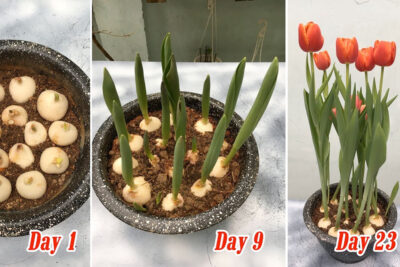 Trồng hoa Tulip bằng củ sau 23 - 30 ngày