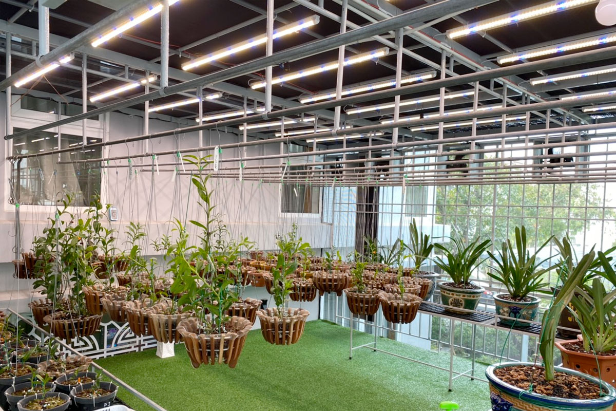 Trồng lan bằng đèn Huỳnh quang và đèn Led trong nhà kính
