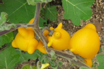 Cà Vú dê - Quả thừa (Solanum Mammosum) có họ hàng với Cà chua