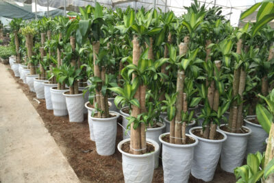 Cây Thiết mộc lan - còn gọi là phát tài - với nhiều mầm cây thường được chọn đặt trong nhà