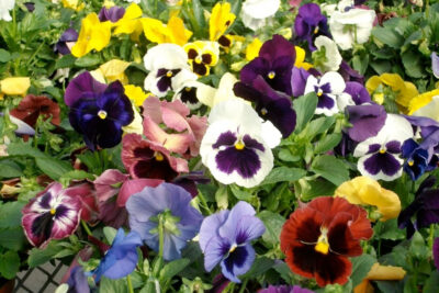 Hoa Pansy được ví là Khuôn mặt của Thiên thần với nhiều màu sắc khác nhau