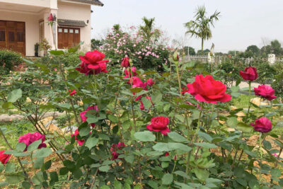 Vườn Hồng nhung nở rộ bên vườn nhà
