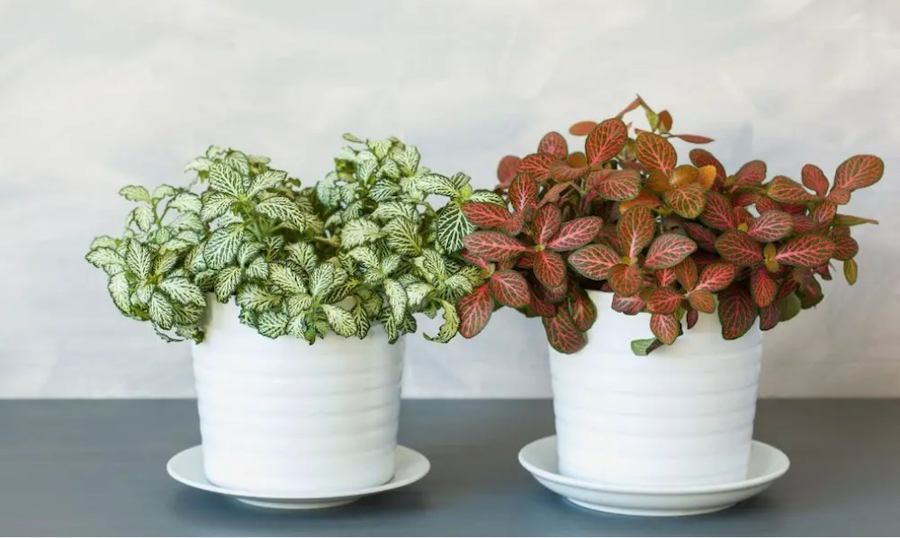 Cây Cẩm nhung Fittonia nhỏ xinh nhiều màu sắc