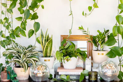 Cây cảnh chậu nhỏ thích hợp trồng trong nhà