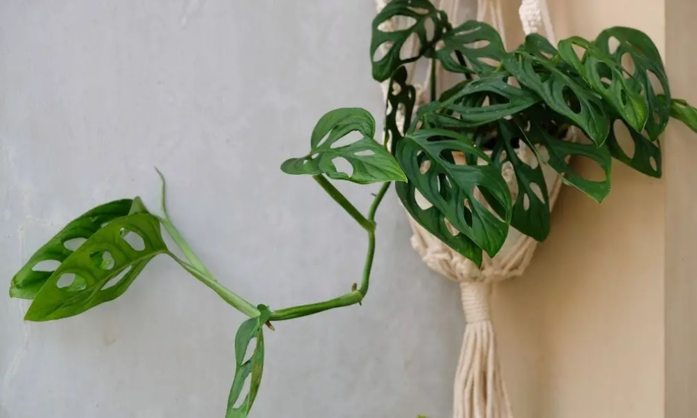 Cây Trầu bà Monstera lá xẻ độc đáo, lạ mắt