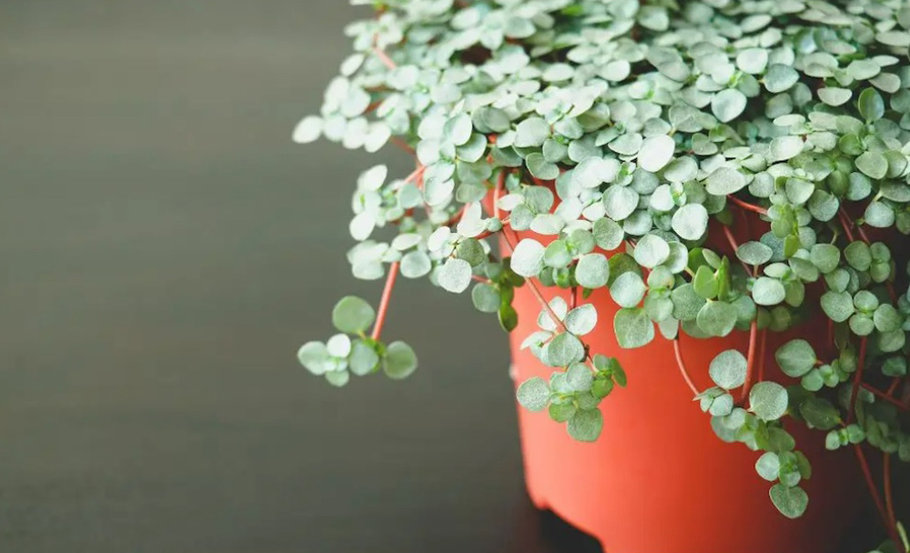 Cây cỏ Bụi tiên có nguồn gốc từ Nam Mỹ