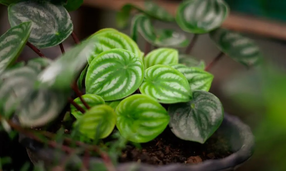 Cây cỏ tiêu Peperomia nhỏ xinh để bàn