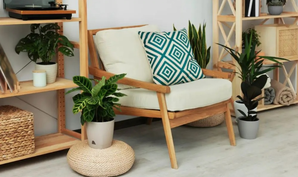 Cây đuôi công độc lạ, tạo điểm nhấn nội thất
